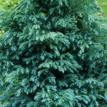 Chiparos Boulevard (Chamaecyparis law. Boulevard), vesnic verde, conifer ornamental - Img 2
