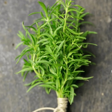 Cimbru de iarna (Satureja montana), planta acoperitoare de sol, planta aromatica, planta parfumata - Img 3