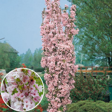 Cires japonez pitic (Prunus serrulata Amanogawa), arbore ornamental, gradina japoneza, flori roz