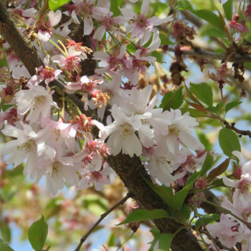 Cires japonez roz (Prunus incisa Oshidori), arbore ornamental, flori roz - Img 3