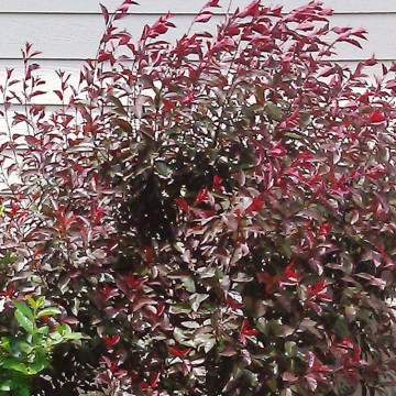 Cires rosu (Prunus cistena), arbust ornamental, planta parfumata, flori roz - Img 3