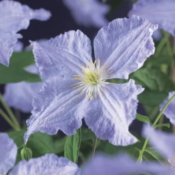 Clematita (Clematis Blue Angel), planta cataratoare, flori albastru - Img 2
