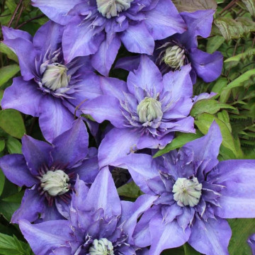Clematita (Clematis Multi Blue), planta gard viu, planta cataratoare, flori albastru - Img 1