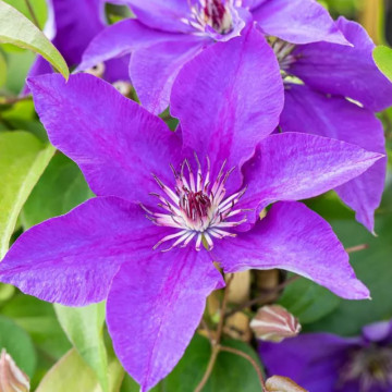Clematita (Clematis The President), planta cataratoare, flori mov - Img 2