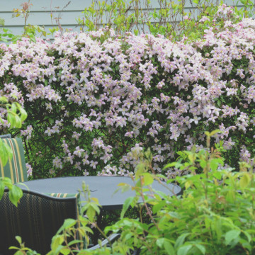 Clematita mirositoare (Clematis 'Fragrant Spring'), planta cataratoare, planta parfumata, flori roz - Img 2