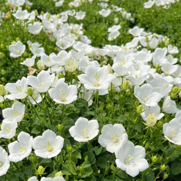 Clopotel (Campanula carpatica Carillon White) - Img 2