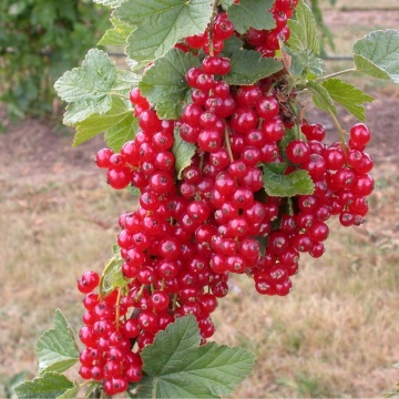 Coacaz rosu (Ribes Rosetta) - Img 2