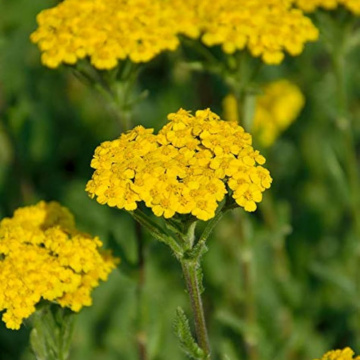 Coada soricelului galbena (Achillea aurea), planta perena, planta medicinala, planta parfumata