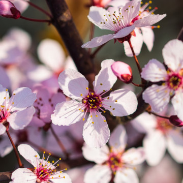 Corcodus rosu (Prunus cerasifera Nigra) 40-60 cm, arbore ornamental, gradina japoneza, flori roz - Img 6