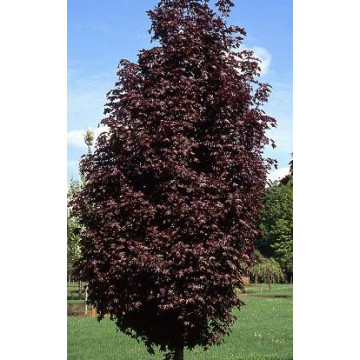 Corcodus rosu (Prunus cerasifera Woodii), arbore ornamental, frunzis rosu