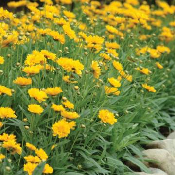 Coreopsis grandiflora Early Sunrise, planta perena, flori galbene - Img 3