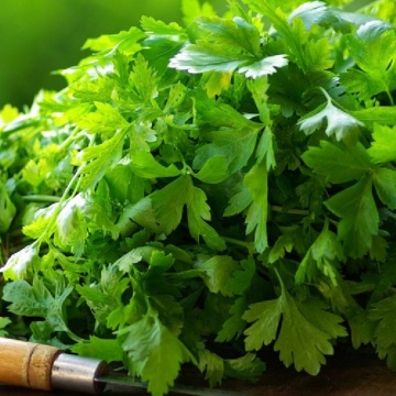 Coriandru (Coriandrum sativum), planta aromatica, planta medicinala