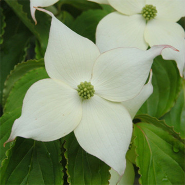 Corn chinezesc (Cornus kousa chinensis), arbust ornamental - Img 4