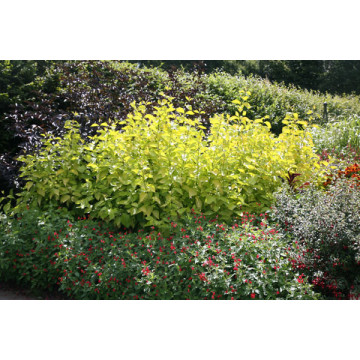 Corn galben (Cornus alba Aurea), planta gard viu, planta ornamentala, frunzis galben - Img 2