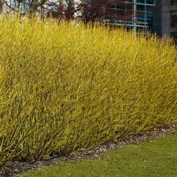 Corn galben (Cornus stolonifera Flaviramea), planta gard viu, arbust ornamental, frunzis galben
