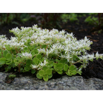 Covoras stancarie (Sedum ternatum), vesnic verde, planta acoperitoare de sol