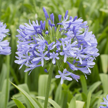 Crin african (Agapanthus Umbrella Blue), bulbi crini, flori albastru
