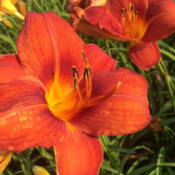 Crin de o zi (Hemerocallis crown of fire), plante perena, flori rosu - Img 2