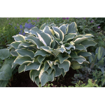 Crin de toamna (Hosta Regal splendor), bulbi crini, flori alb