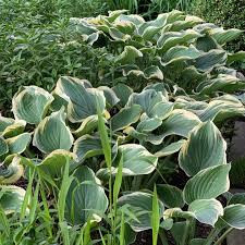 Crin de toamna (Hosta Regal splendor), bulbi crini, flori alb - Img 3