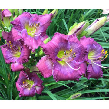 Crin de vara (Hemerocallis Lavender blue baby), plante perena, flori mov