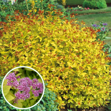 Cununita galbena (Spiraea japonica Goldmound), arbust ornamental, flori roz