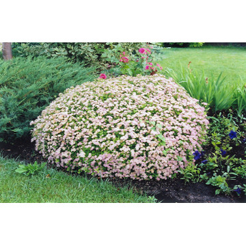 Cununita pitica ( Spiraea Little Princess), arbust ornamental