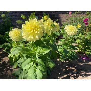 Dalie galbena (Dahlia variabilis)