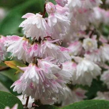 Deutia alba (Deutzia cren. Pride of Rochester), planta gard viu, arbust ornamental, planta parfumata