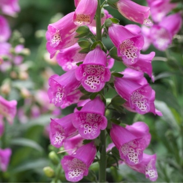 Digitalis ( Digitalis panther) - Img 2