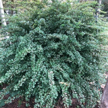 Dracila argintie (Berberis Silver Beauty), planta gard viu, arbust ornamental, frunzis verde-alb - Img 2