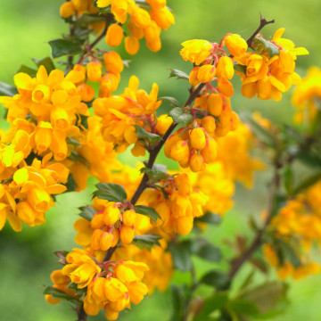 Dracila vesnic verde (Berberis darwinii), planta gard viu, gradina japoneza - Img 3