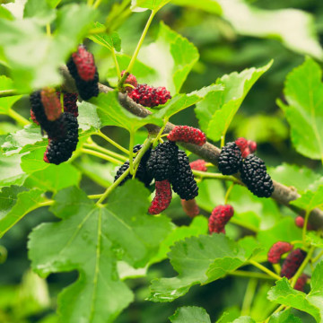Dud alb (Morus alba), pom fructifer, planta medicinala - Img 2