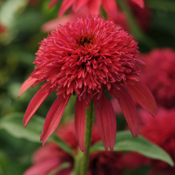 Echinacea p Sombrero Double Cranberry - Img 2