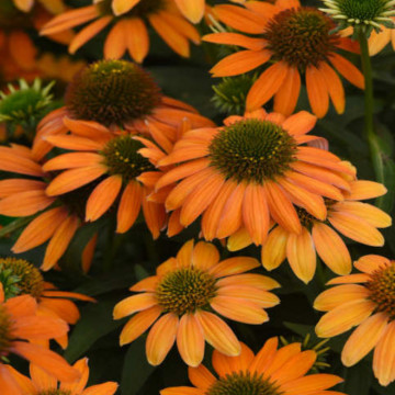 Echinacea purpurea Lakota orange