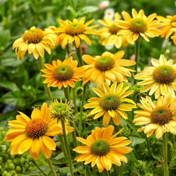 Echinaceea galbenă (Echinacea Mellow yellows), planta perena, planta medicinala, flori galbene - Img 3