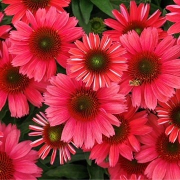 Echinaceea rosie (Echinacea purpurea sunmagic vintage Watermelon)