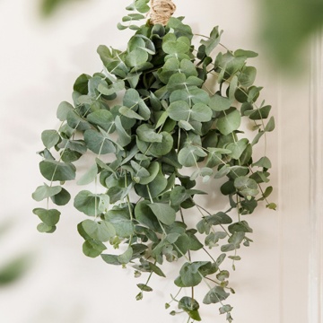 Eucalipt argintiu (Eucalyptus cinerea Silver Dollar), vesnic verde, arbust ornamental, planta aromatica - Img 2