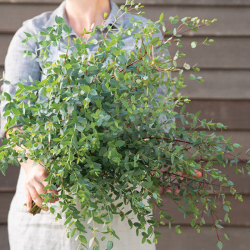 Eucalipt (Eucalyptus parvula Small Leaved Gum Oliva), arbore ornamental