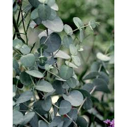 Eucalipt (Eucalyptus Silver Tropfen), vesnic verde, arbust ornamental, planta aromatica - Img 2