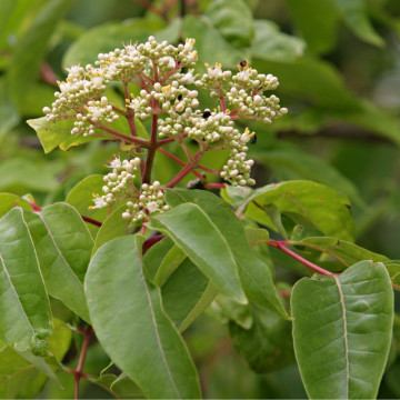 Evodia (Euodia hupehensis), planta ornamentala, planta melifera, planta parfumata
