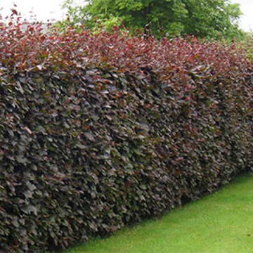 Fag rosu (Fagus sylvatica Atropunicea), planta gard viu, arbore ornamental, frunzis rosu - Img 2