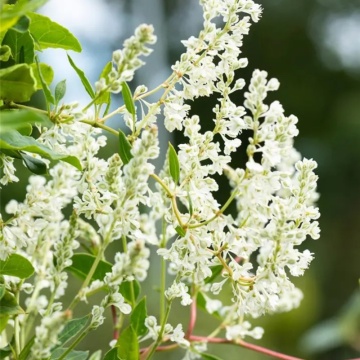 Falopia ( Polygonum aubertii), planta gard viu, planta cataratoare, flori alb