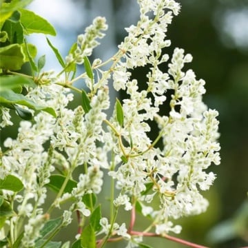 Falopia ( Polygonum aubertii) - Img 1