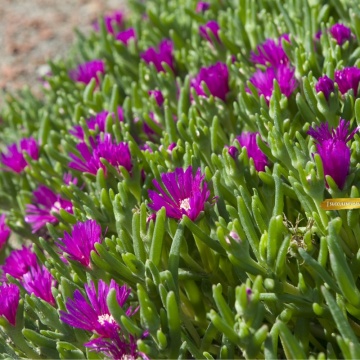 Floarea de cristal mov (Delosperma cooperi Ice cream Fuchsia) - Img 3