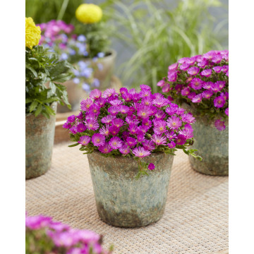 Floarea de cristal mov (Delosperma cooperi Ice Cream Purple), vesnic verde, planta perena, flori mov