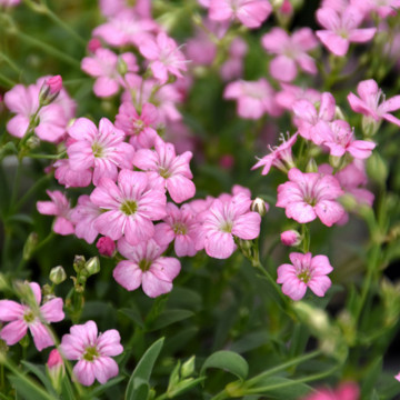 Floarea miresei roz (Gypsophila filou rose), planta perena, flori roz - Img 2