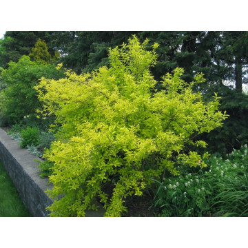 Forsitia galbena (Forsythia int. Golden Times), planta gard viu, arbust ornamental, flori galbene