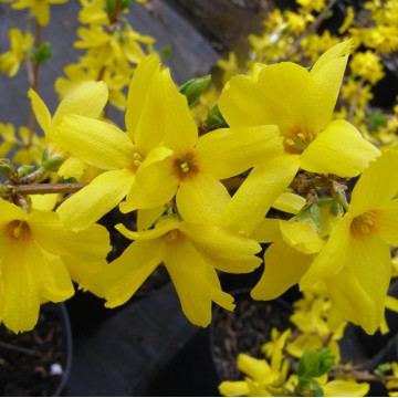 Forsitia galbena (Forsythia int. Golden Times), planta gard viu, arbust ornamental, flori galbene - Img 2