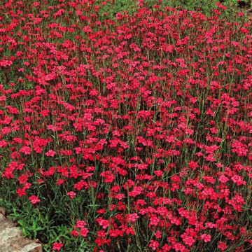 Garofite (Dianthus brilliant) ghiveci 2 l, planta perena, flori rosu - Img 3